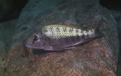 Petrochromis polyodon 'Katete'